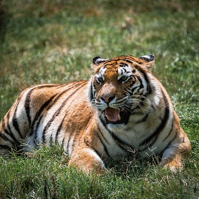 Zoosafari Fasanolandia